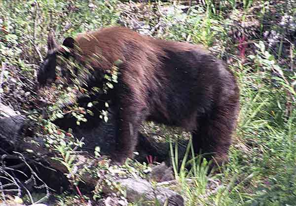 Oso Pardo - Canada 2.jpg